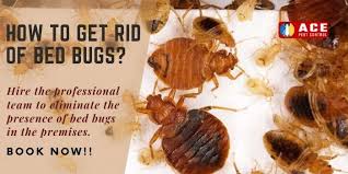 This page describes some of the techniques that have been found to be effective. How To Get Rid Of Bed Bugs Best Ways To Remove Bedbugs Yourself