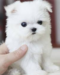 Dog Dog Puppy Pup Me Cute Instagood Dogs Of Instagram Pet Pets Animal Animals Petstagra Visit I Teacup Yorkie Puppy Teacup Puppies Cute Animals