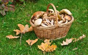 We did not find results for: Quali Sono I Funghi Commestibili Non Sprecare