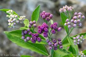 Image result for Pluchea