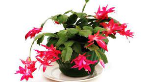 Your best bet in general: Caring For Christmas Cactus