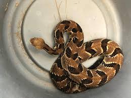 Also get to see some pictures of some of the fearsome venomous snakes in the world. Nj Has Poisonous Snakes What To Do If One S In Your Yard