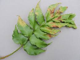 Image result for Pseudopeziza tracheiphila