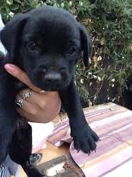 We do extensive health and temperament screening on all labradoodle breeding stock and puppies include a 2 year health guarantee. Free Puppies For Sale In Los Angeles Ca Offerup