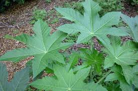 Image result for Ricinus communis