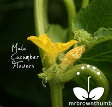 Image result for male flowers cucumber
