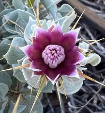 Image result for Macledium