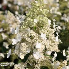 Image result for Gaertnera paniculata