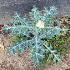 Image result for Cordia afra