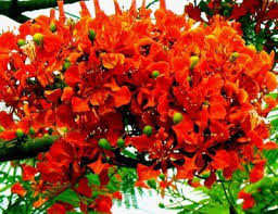 Pin By Kripa Mcgee On Garden Awakenings Plants Garden