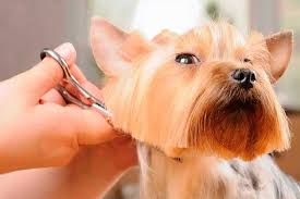 Beard trim and hairstyle tutorial 2018. Common Pet Grooming Myths Disclosed Dolphinair