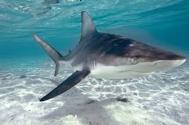 Great white shark vs sea lion. Who S Who Sea Lion Or Seal Sea Snake Or Sea Krait Blacktip Shark Or Blacktip Reef Shark Dive Training Magazine