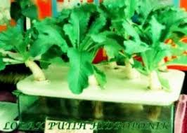 Kini sudah banyak orang yang menggunakan tanaman hidroponik. Kaedah Hidroponik Hidroponik Di Malaysia