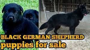 People also buy black german shepherd and black & red german shepherds puppies as a family member. Black German Shepherd Puppy For Sale Youtube