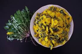 In france dandelions are grown in fields like ours salad. Lowenzahnsalat Tipps Und Rezept Zum Selbermachen Utopia De