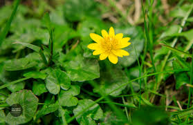Check spelling or type a new query. Lesser Celandine Ficaria Verna Yellow Flowers In An Irish Woodland In Spring