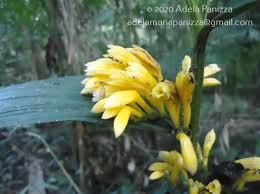 Image result for Corymborkis corymbis