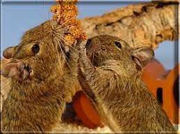 English Degu-site - Information About Degus Degu Kleine Tiere Tiere