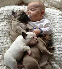 lu chaves adli kullanicinin i love this panosundaki pin yavru kopek bulldog yavrulari hayvanlar