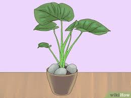 We did not find results for: 3 Ways To Prevent Cats From Digging Up Houseplants Wikihow