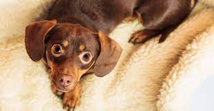 Komplett ohne einsatz von chemikalien und ohne gesundheitliche risiken. Chihuahua Dackel Mix Der Weenie Chiweenie Hunde Zentrale