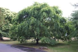 Image result for Ulmus parvifolia