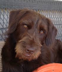 Wirehaired Pointer Griffon And Lab Mix Google Search German Wirehaired Pointer Unique Dog Breeds Hybrid Dogs