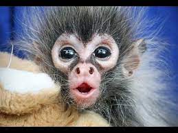 We did not find results for: Cutest Monkey Best Of Cute Monkeys Videos Ever Youtube