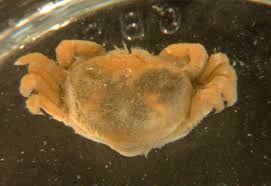 Image result for Cribbia brachyceras