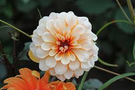 Dahlia David Howard Kew Gardens Kew Gardens Dahlia Kew