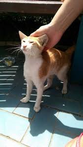 At petsky, you can always find the best brands wet cat food both online and in our physical store. 30 Cats In Uae Ideas Pet Ownership Feral Cats Cats