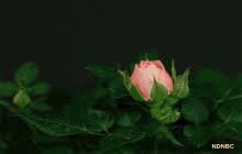 Gifs can be shared on personal non commercial pages along with a link to bestanimations.com. Animated Blooming Flowers Gifs Tenor