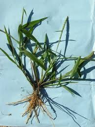 Image result for Ischaemum afrum