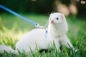 30 Cute and Fun Facts about Ferrets | Fact Toss