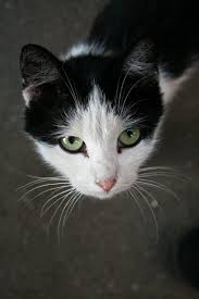 Jika kucing peliharaan hitam favorit anda tidak dirawat dengan baik, mungkin rusak dan rontok, atau berubah warna tidak lagi hitam mengkilap. 100 Gambar Kucing Lucu Imut Keren Cantik Galau
