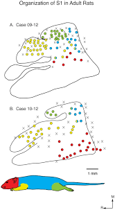 Cells that are part of the brain or nerves that extend into the body are called neurons. Reconstructed Functional Maps Of Primary Somatosensory Cortex In Adult Download Scientific Diagram