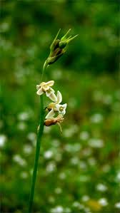 Image result for Dipcadi