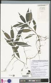 Image result for Stanfieldiella