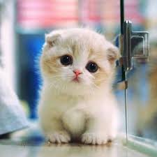 Wallpaper kucing hd for android apk download. Sahabat Kucing Home Facebook