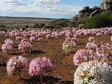 Fast cars and money give no satisfaction. Tumbleweed Wikipedia