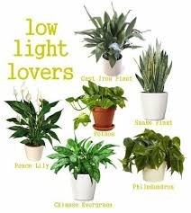 Zimmerpflanzen Die Wenig Licht Brauchen In 2020 Indoor Plants Low Light Small Indoor Plants Plants