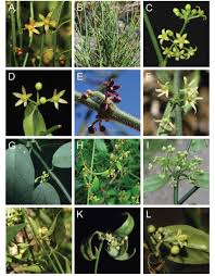 Image result for Apocynaceae subfamilies Asclepiadoideae and Secamonoideae