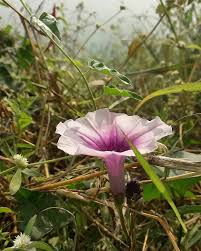 Image result for Ipomoea aquatica