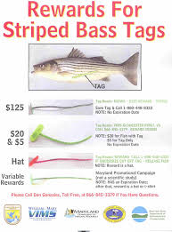 Njdep Division Of Fish Wildlife Striped Bass Bonus Program