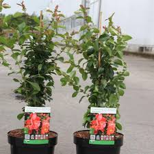 Image result for Chaenomeles japonica