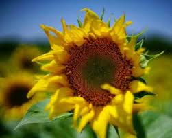 20 فائدة في زيت عباد الشمس للشعر البشرة والصحة Sunflower Images Sunflower Photo Elements Of Design