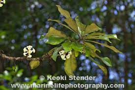 Image result for Pittosporaceae