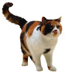 Pin By Josie Jo On Cats British Shorthair British Shorthair Cats Cute Animals