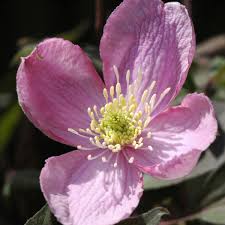 We did not find results for: Clematis Montana Tetrarose Tetra Rose Online Bestellen Bei Schmid Gartenpflanzen