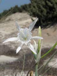 Of Sea Daffodil Pancratium Maritimum In Mastichari On The Island Of Kos In Greece Http Www Discoveringkos Com Daffodils Daffodil Flower Greek Flowers